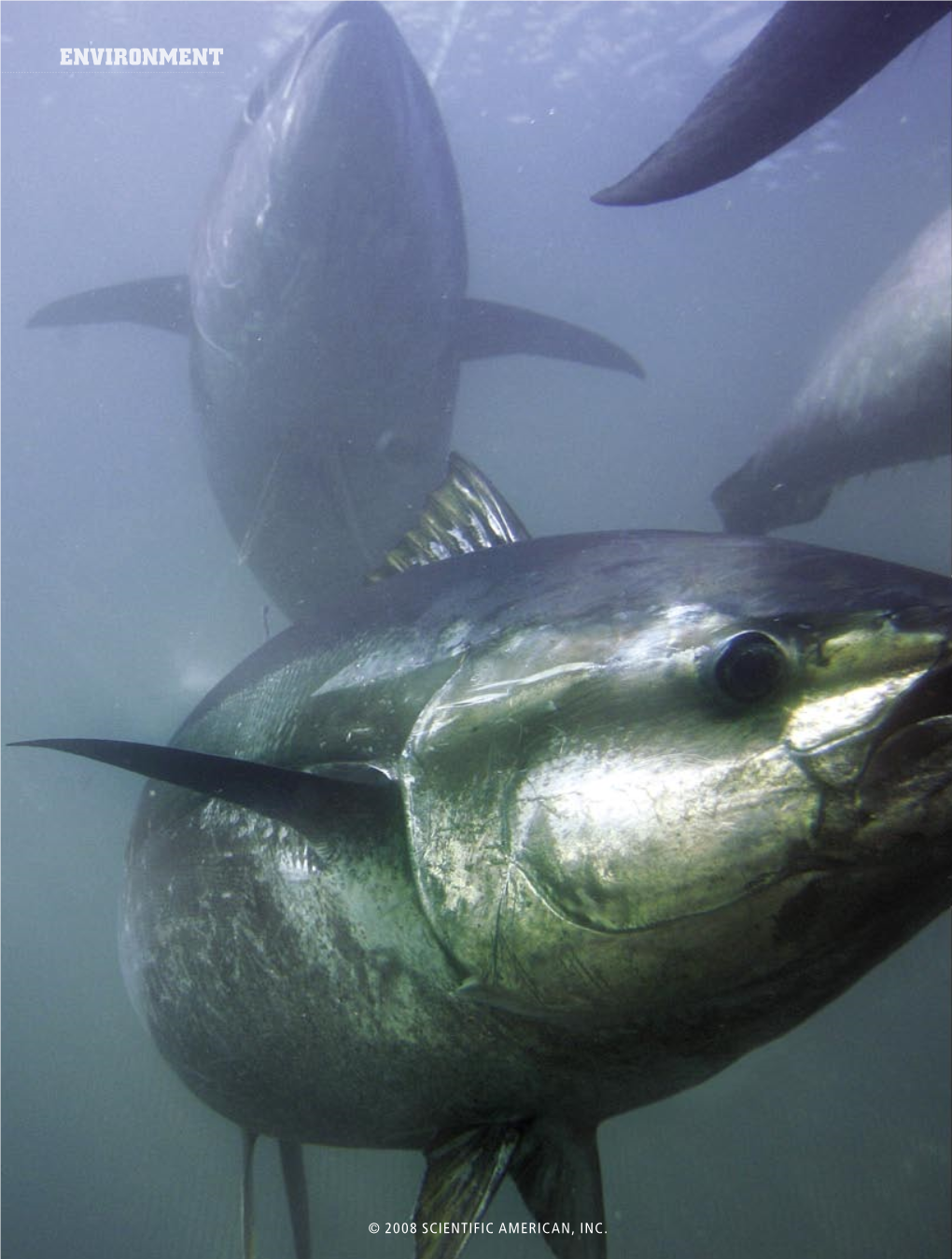 The Bluefin in Peril