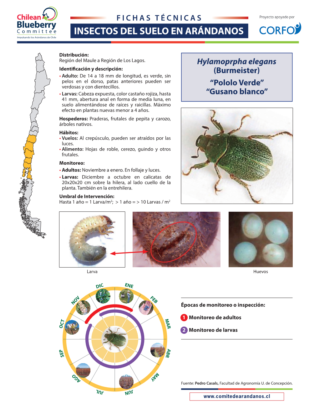 Insectos Del Suelo En Arándanos