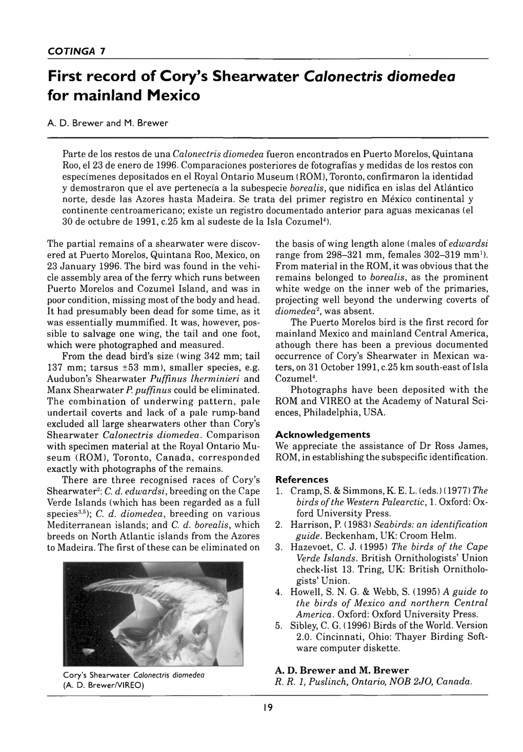 First Record of Cory's Shearwater Calonectris Diomedea for Mainland