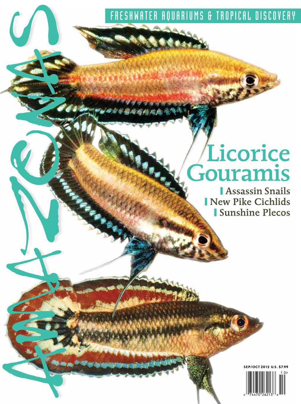 Licorice Gouramis • Licorice