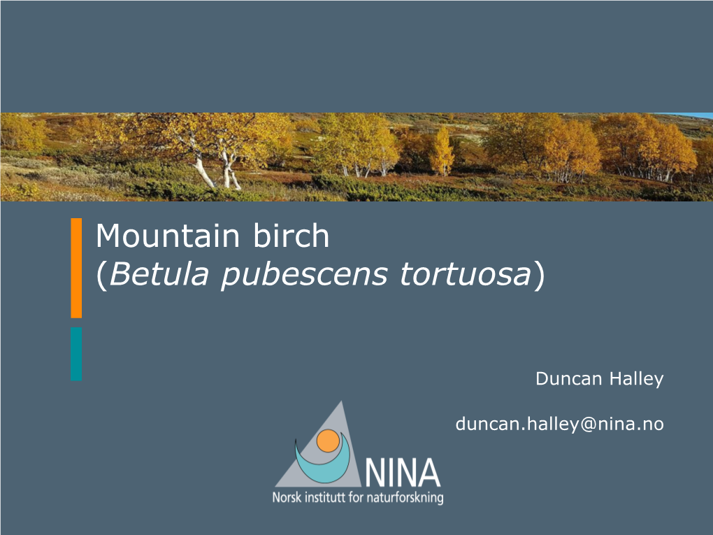 Mountain Birch (Betula Pubescens Tortuosa)