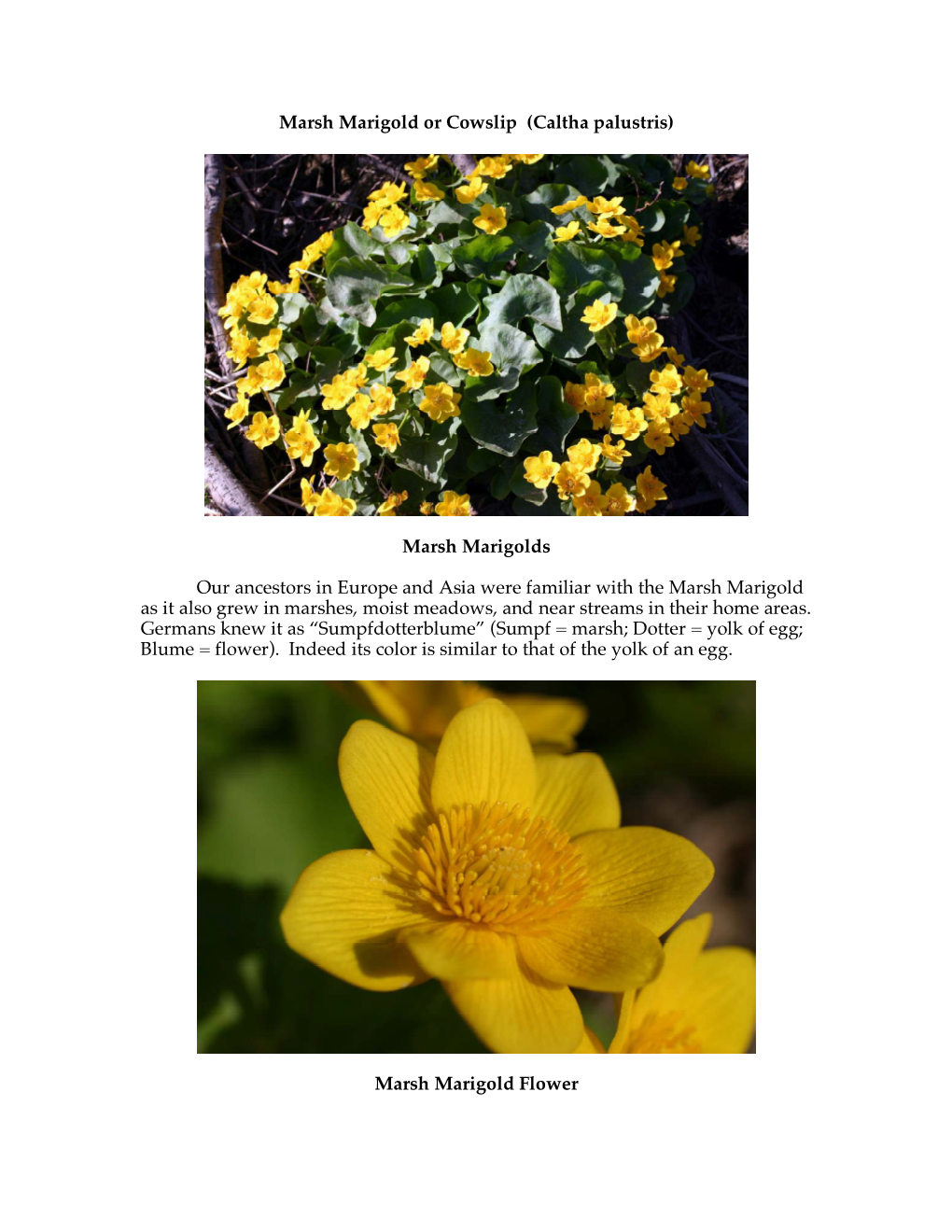 Marsh Marigold Or Cowslip (Caltha Palustris)