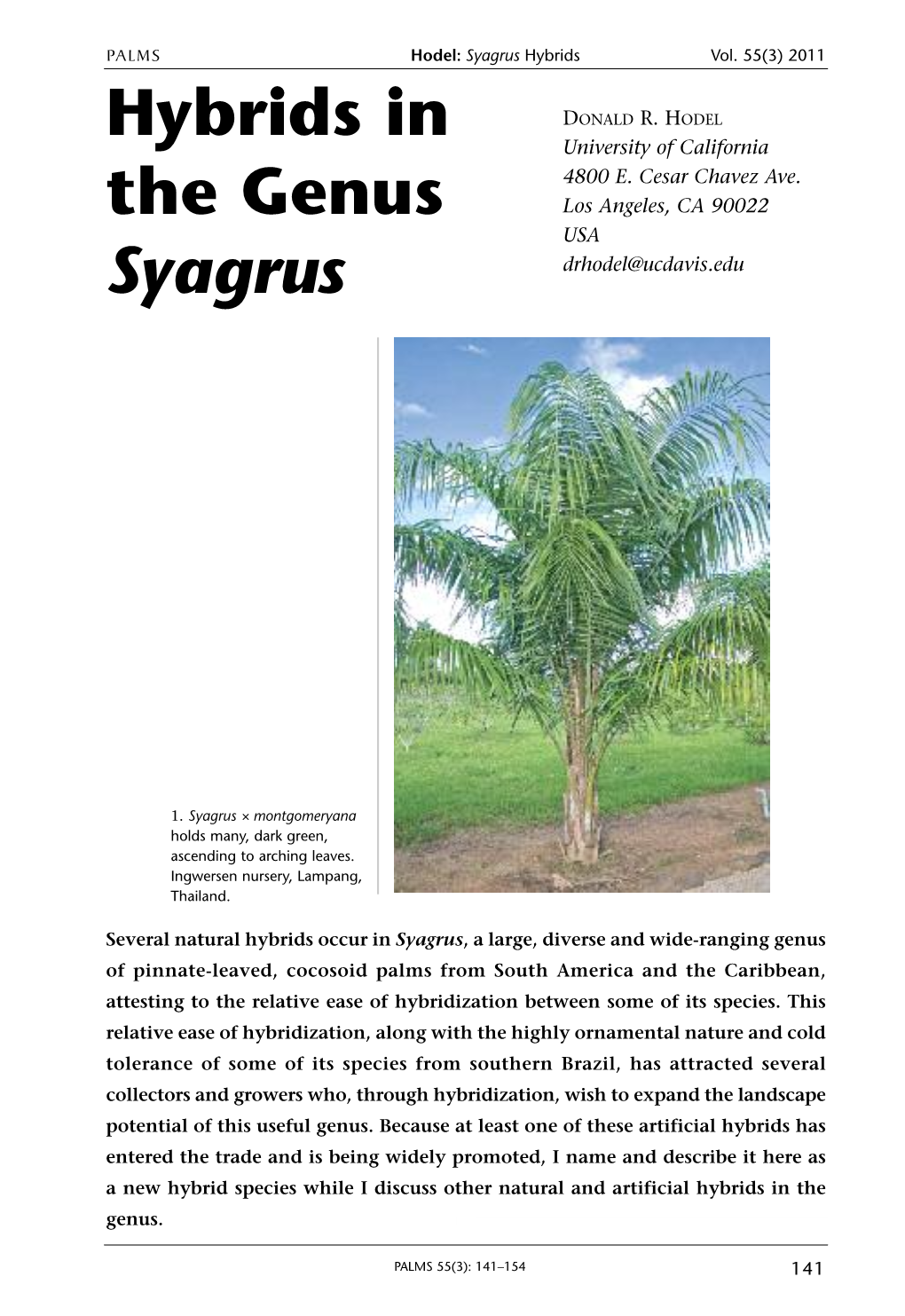 Hybrids in the Genus Syagrus