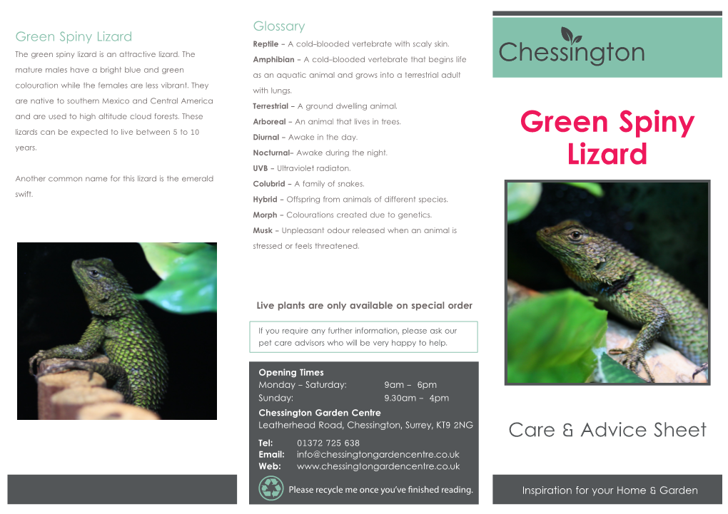 Green Spiny Lizard Reptile - a Cold-Blooded Vertebrate with Scaly Skin