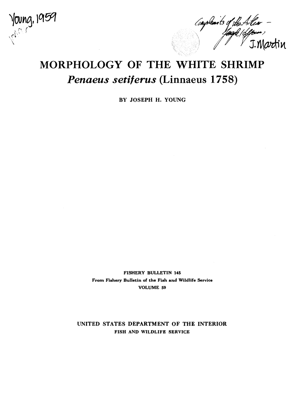 Yzao&gt;^Y^ MORPHOLOGY of the WHITE SHRIMP Penaeus Setiferus