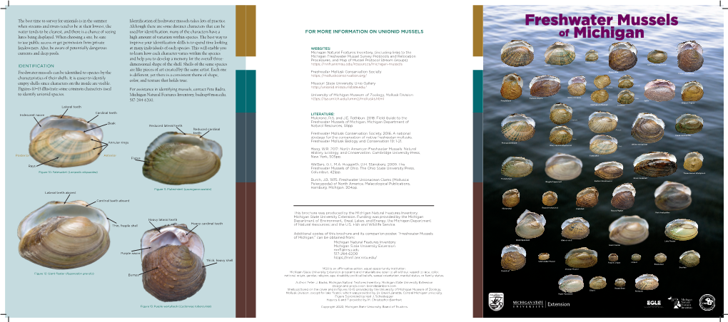 Freshwater Mussels of Michigan Brochure