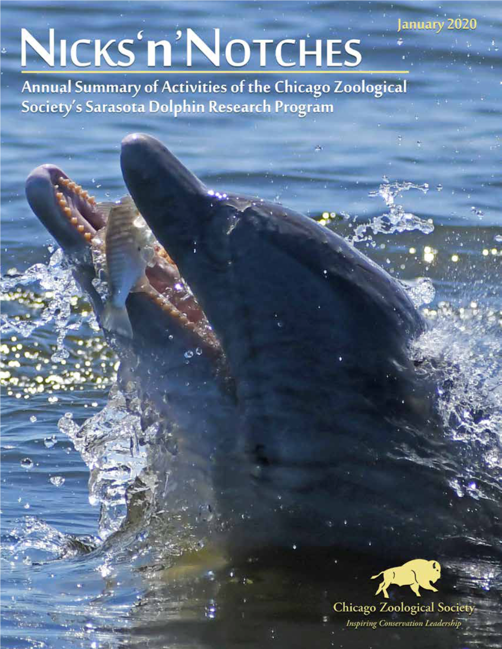 In This Issue Our Approach Toward Helping Dolphins