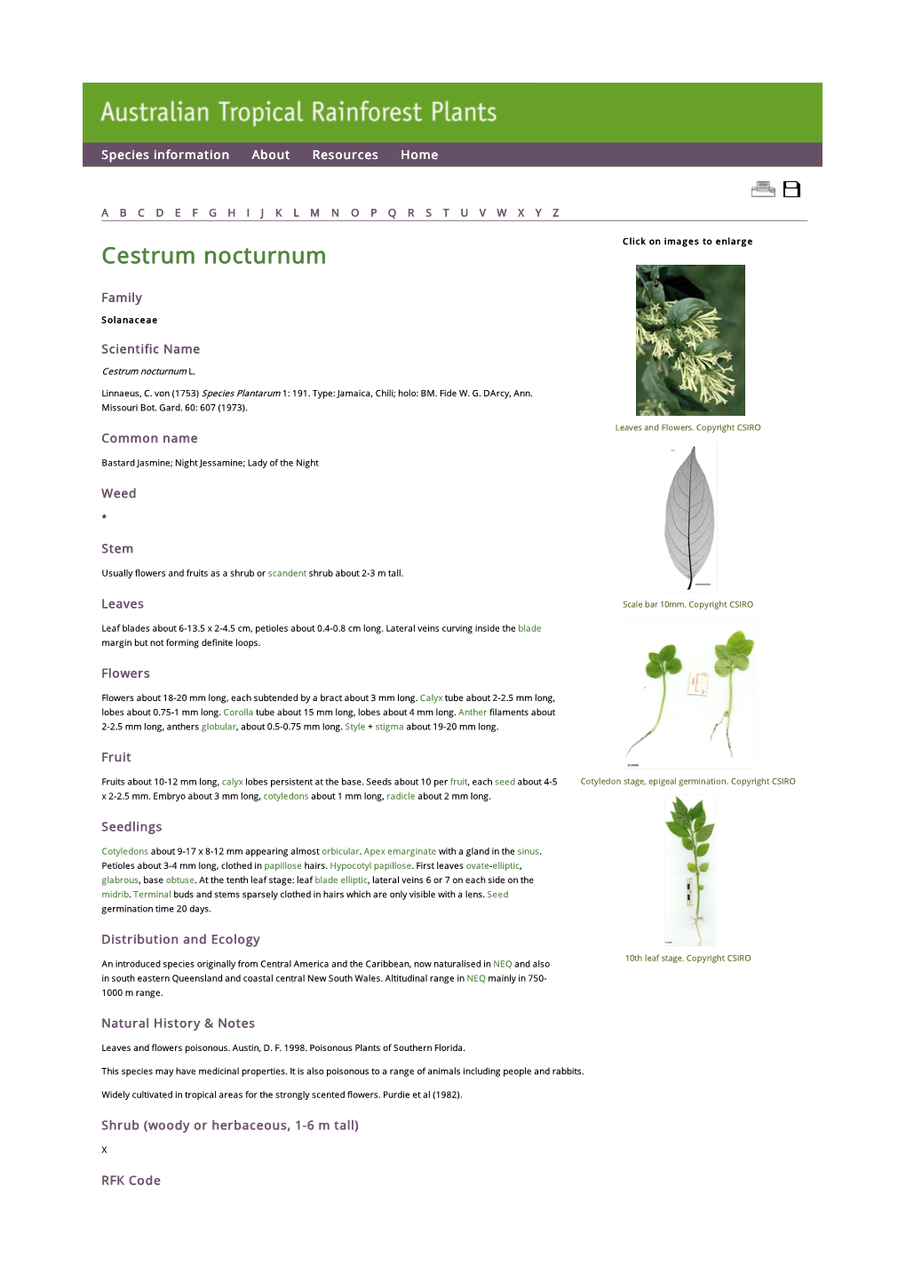 Cestrum Nocturnum Click on Images to Enlarge