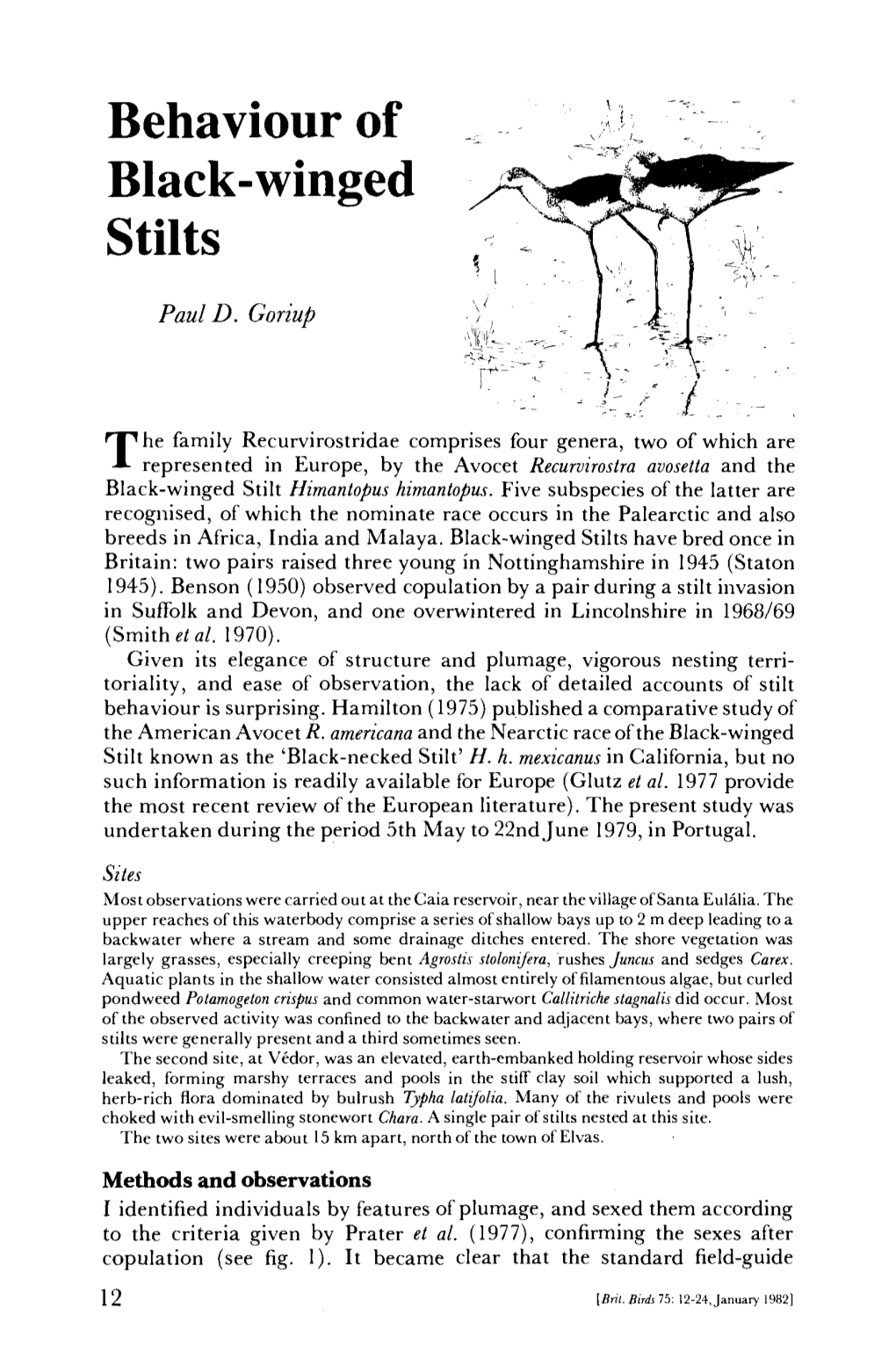 Behaviour of Black-Winged Stilts