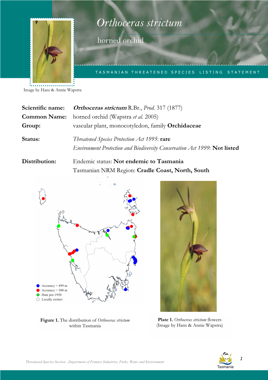 Orthoceras Strictum (Horned Orchid) Orthoceras Strictum