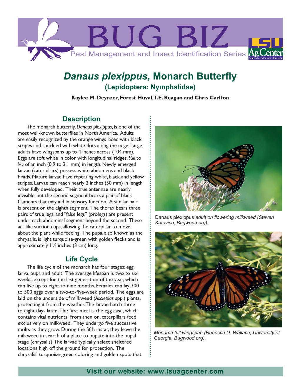 Danaus Plexippus, Monarch Butterfly (Lepidoptera: Nymphalidae) Kaylee M