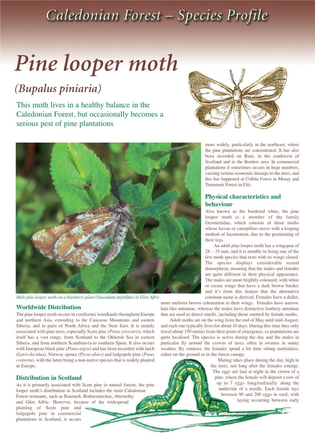Pine Looper Moth (Bupalus Piniaria)