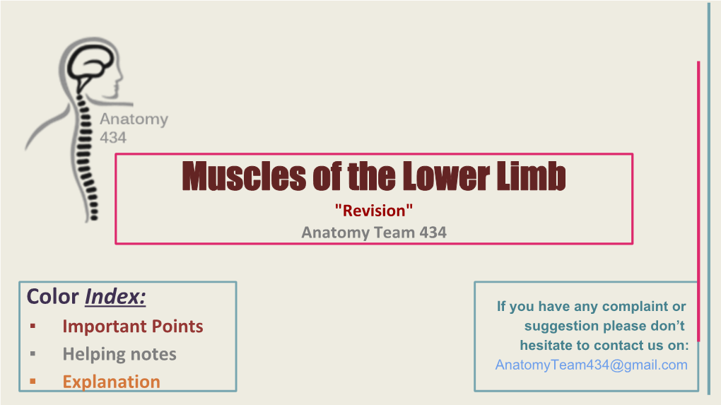 Muscles of the Lower Limb 