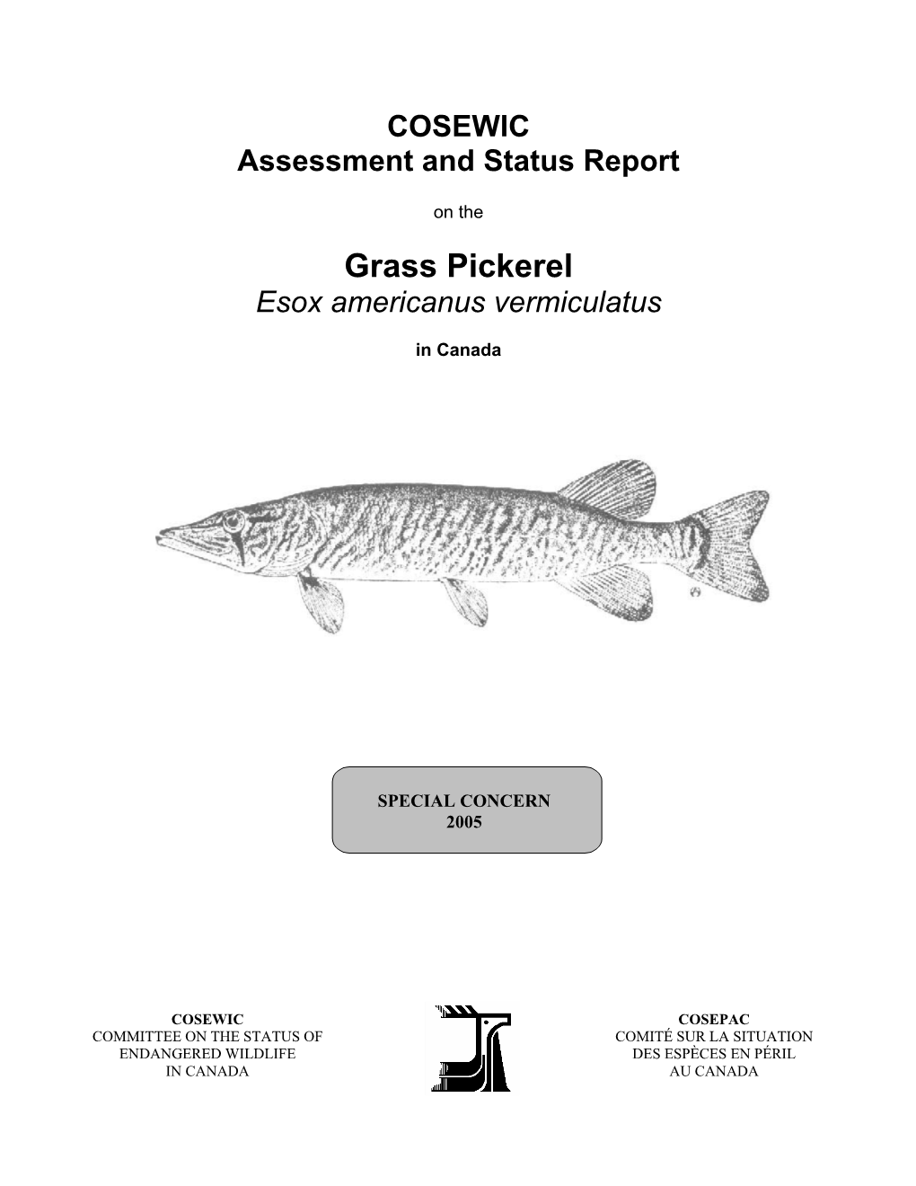 Grass Pickerel Esox Americanus Vermiculatus