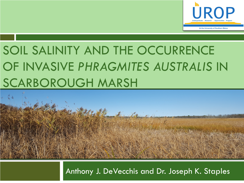 Soil Salinity and the Occurrence of Invasive Phragmites Australis in Scarborough Marsh