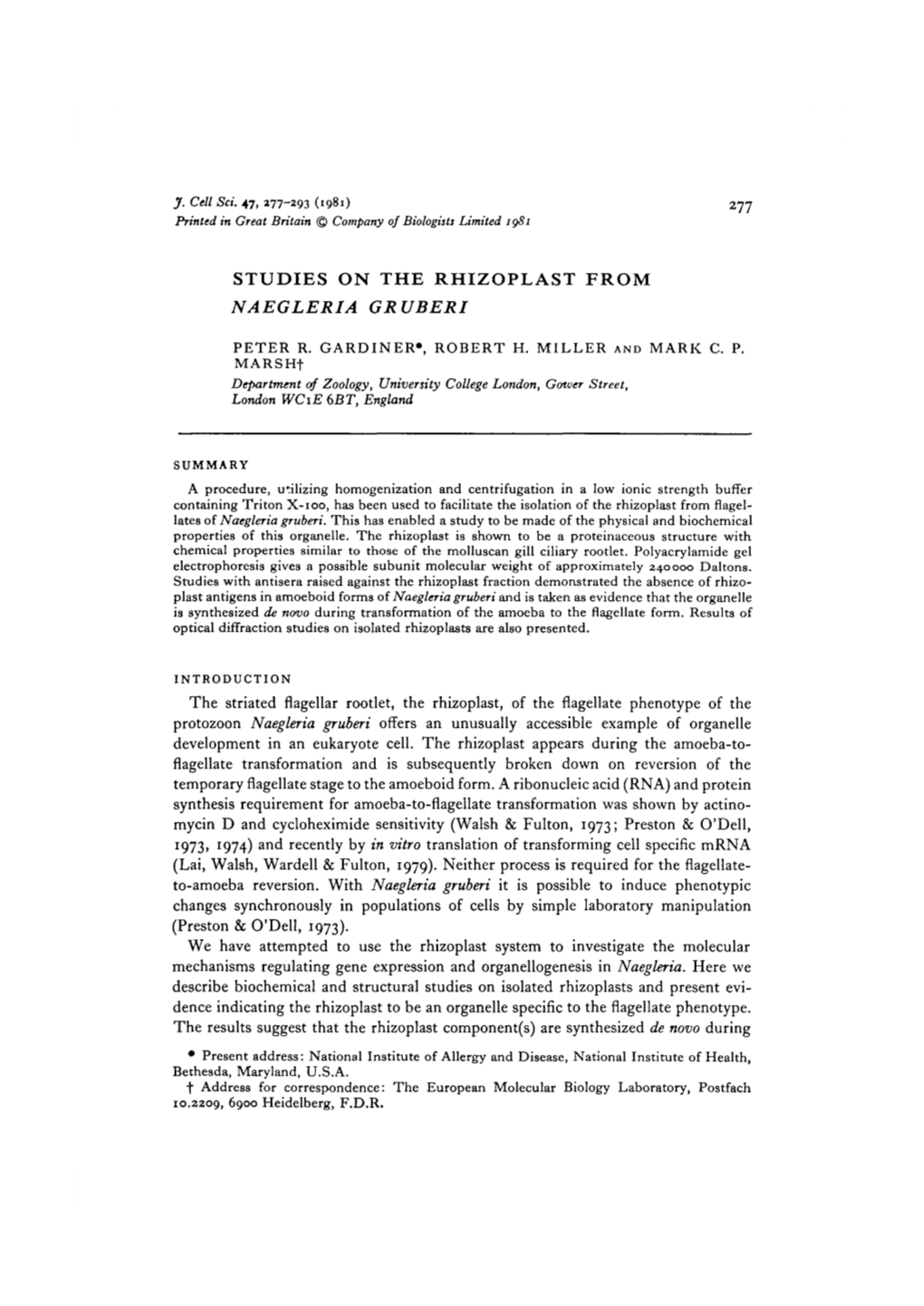 Studies on the Rhizoplast from Naegleria Gruberi