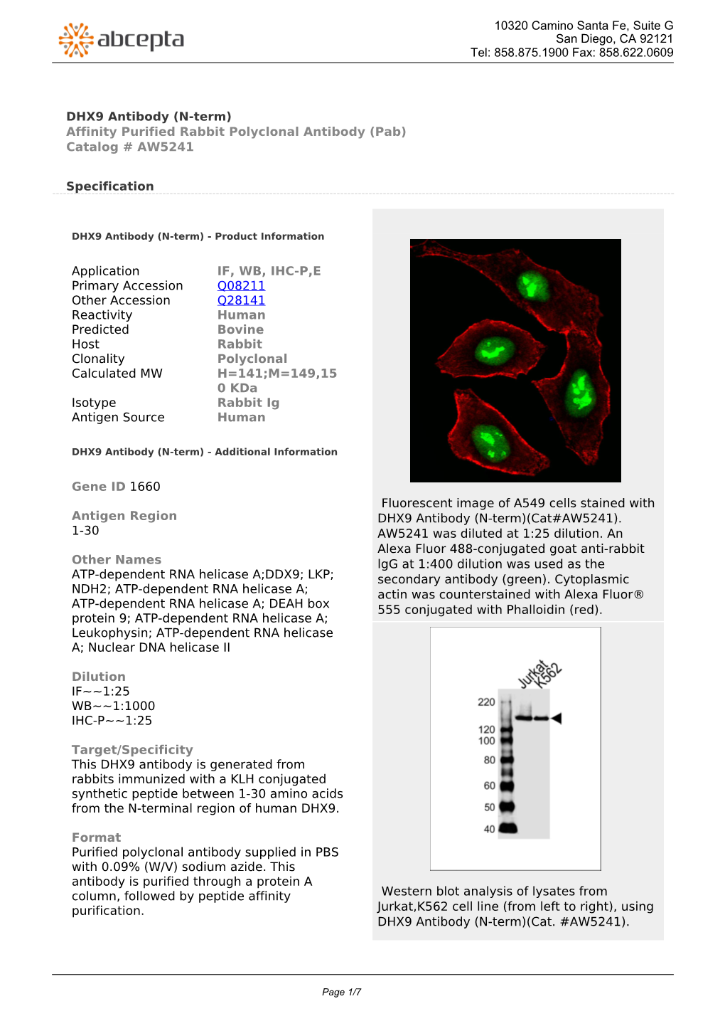 DHX9 Antibody (N-Term) Affinity Purified Rabbit Polyclonal Antibody (Pab) Catalog # AW5241