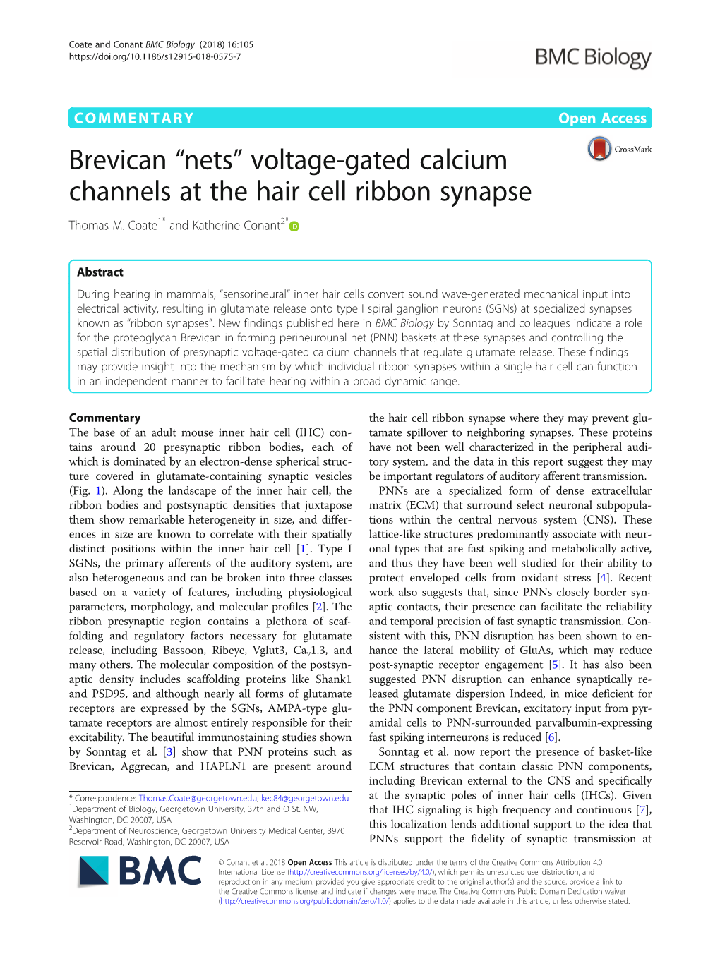 Voltage-Gated Calcium Channels at the Hair Cell Ribbon Synapse Thomas M