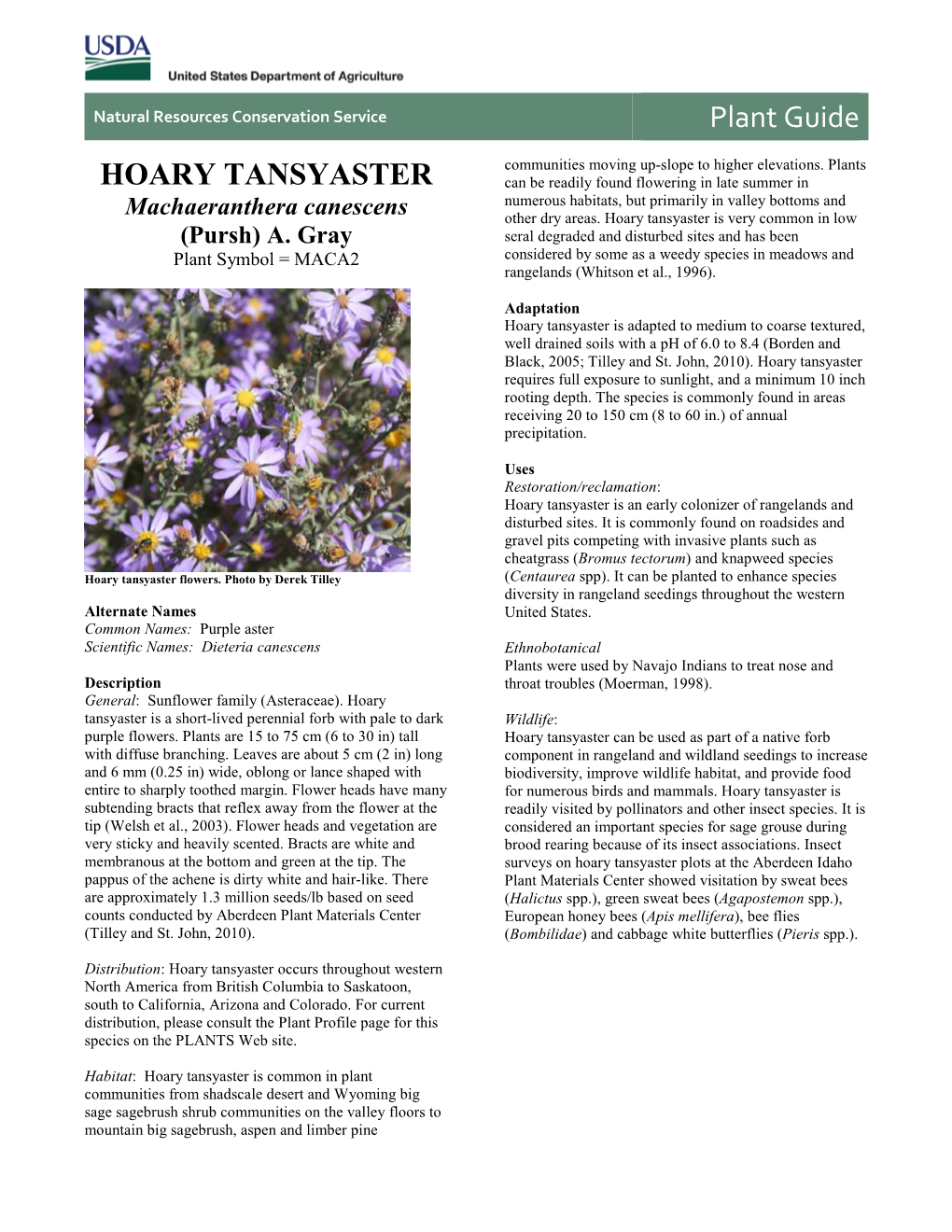 Plant Guide for Hoary Tansyaster (Machaeranthera Canescens)
