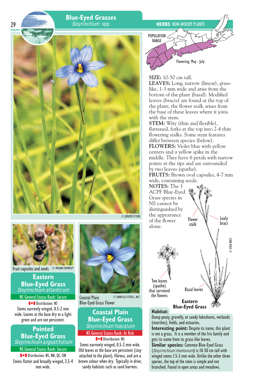 Blue-Eyed Grasses NS General Status Rank: Secure Elliott’S Goldenrod HERBS : NON-WOODY PLANTS Range Opulation P 29 Sisyrinchium Spp