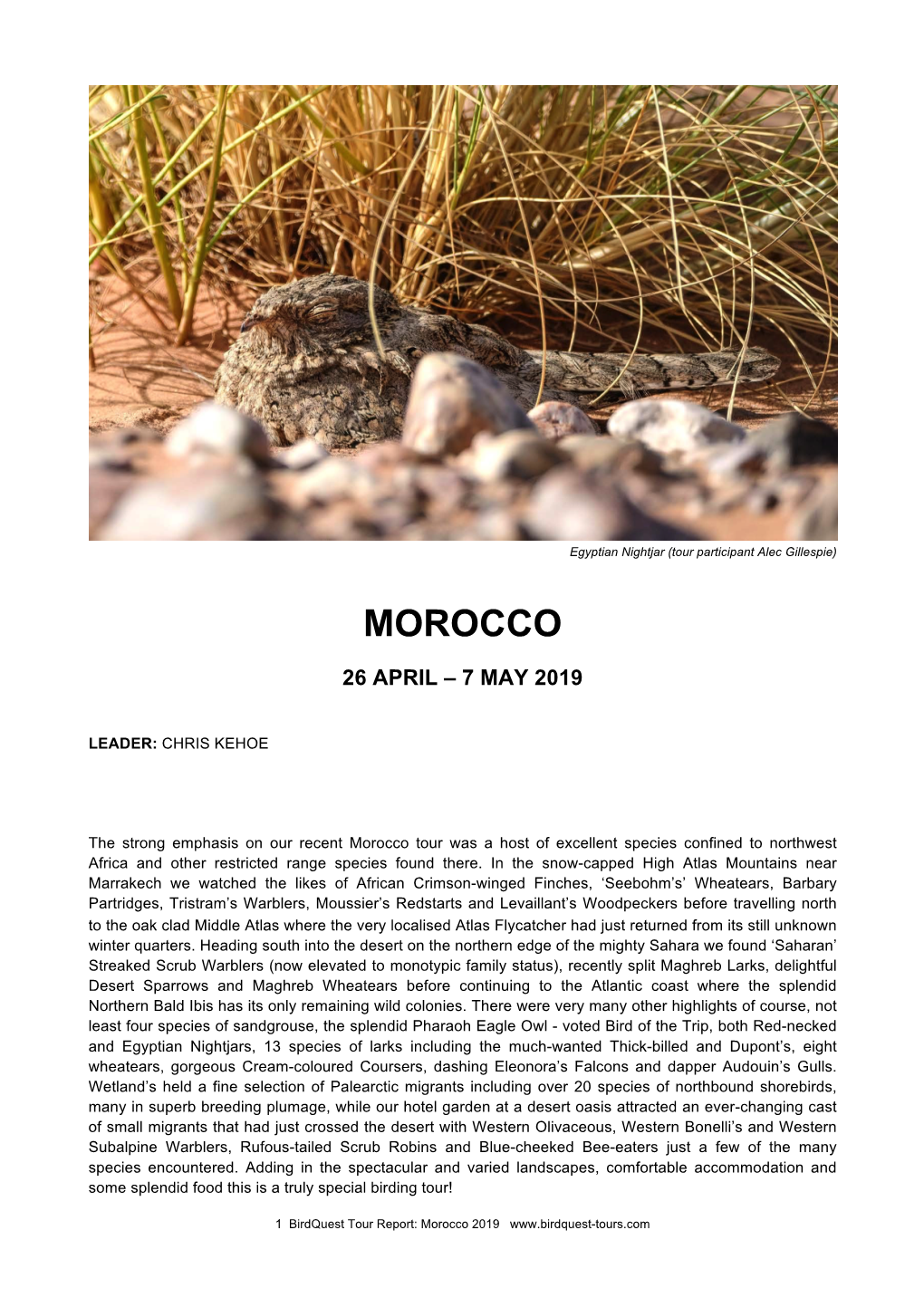 Morocco Tour Report 2019
