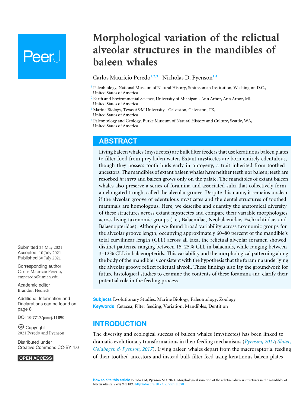 Morphological Variation of the Relictual Alveolar Structures in the Mandibles of Baleen Whales