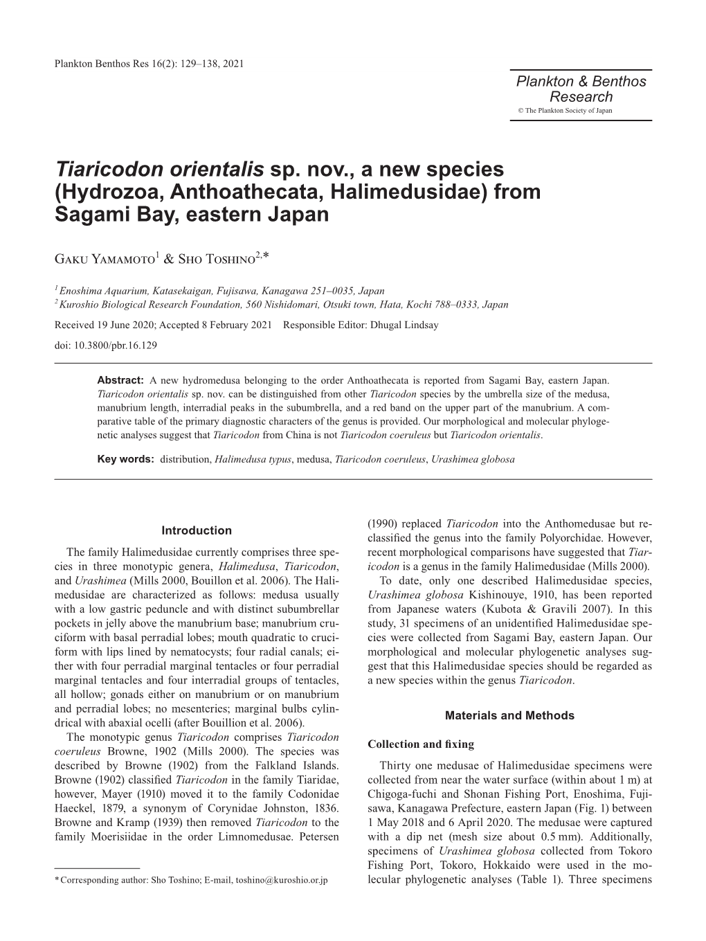 Tiaricodon Orientalis Sp. Nov., a New Species (Hydrozoa, Anthoathecata, Halimedusidae) from Sagami Bay, Eastern Japan