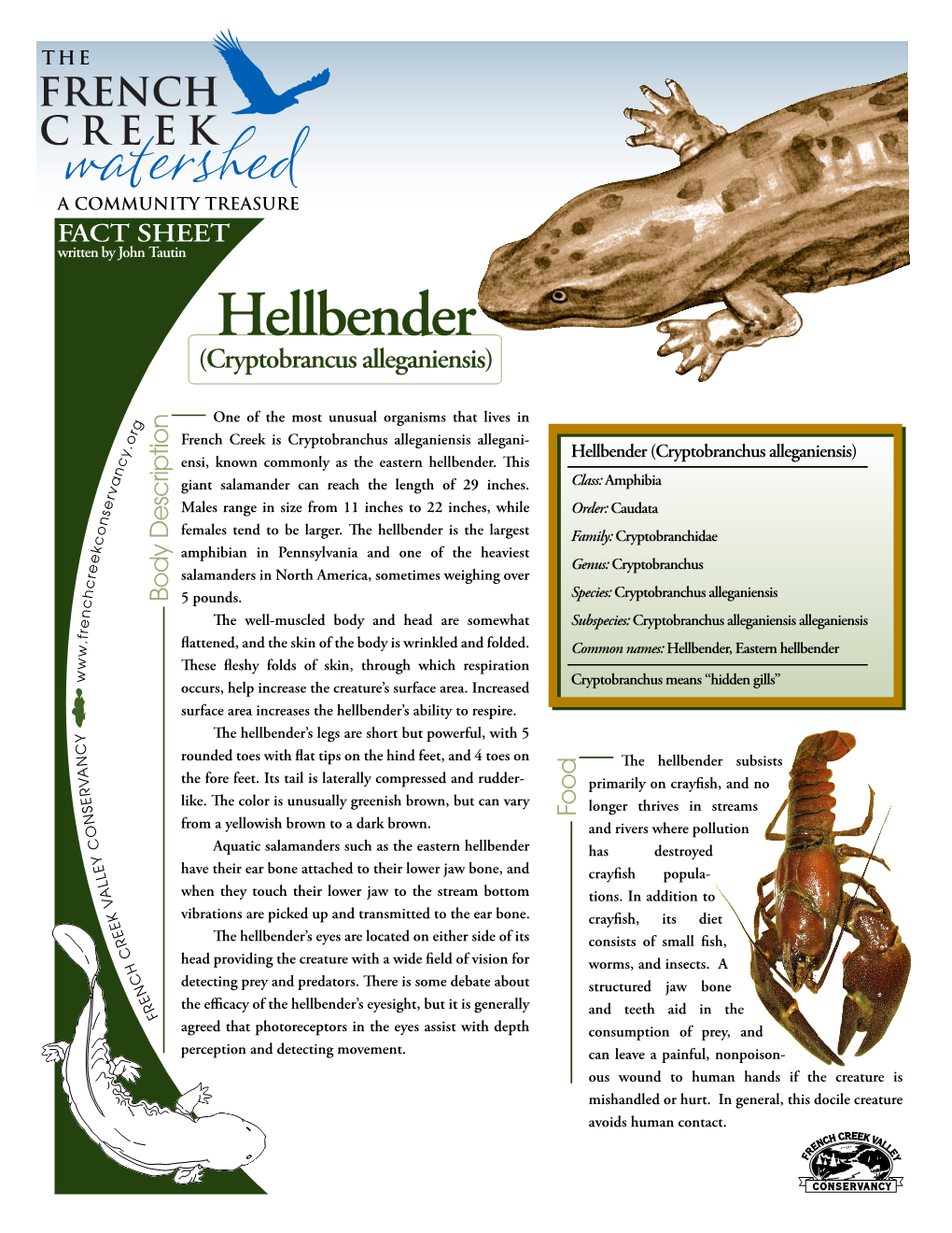 Hellbender (Cryptobrancus Alleganiensis)