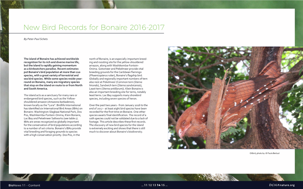 New Bird Records for Bonaire 2016-2017