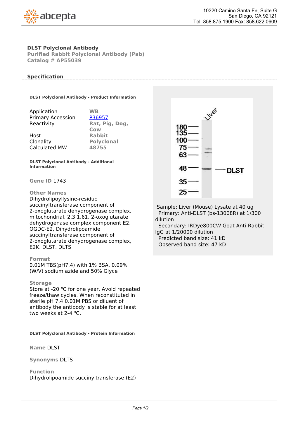 DLST Polyclonal Antibody Purified Rabbit Polyclonal Antibody (Pab) Catalog # AP55039