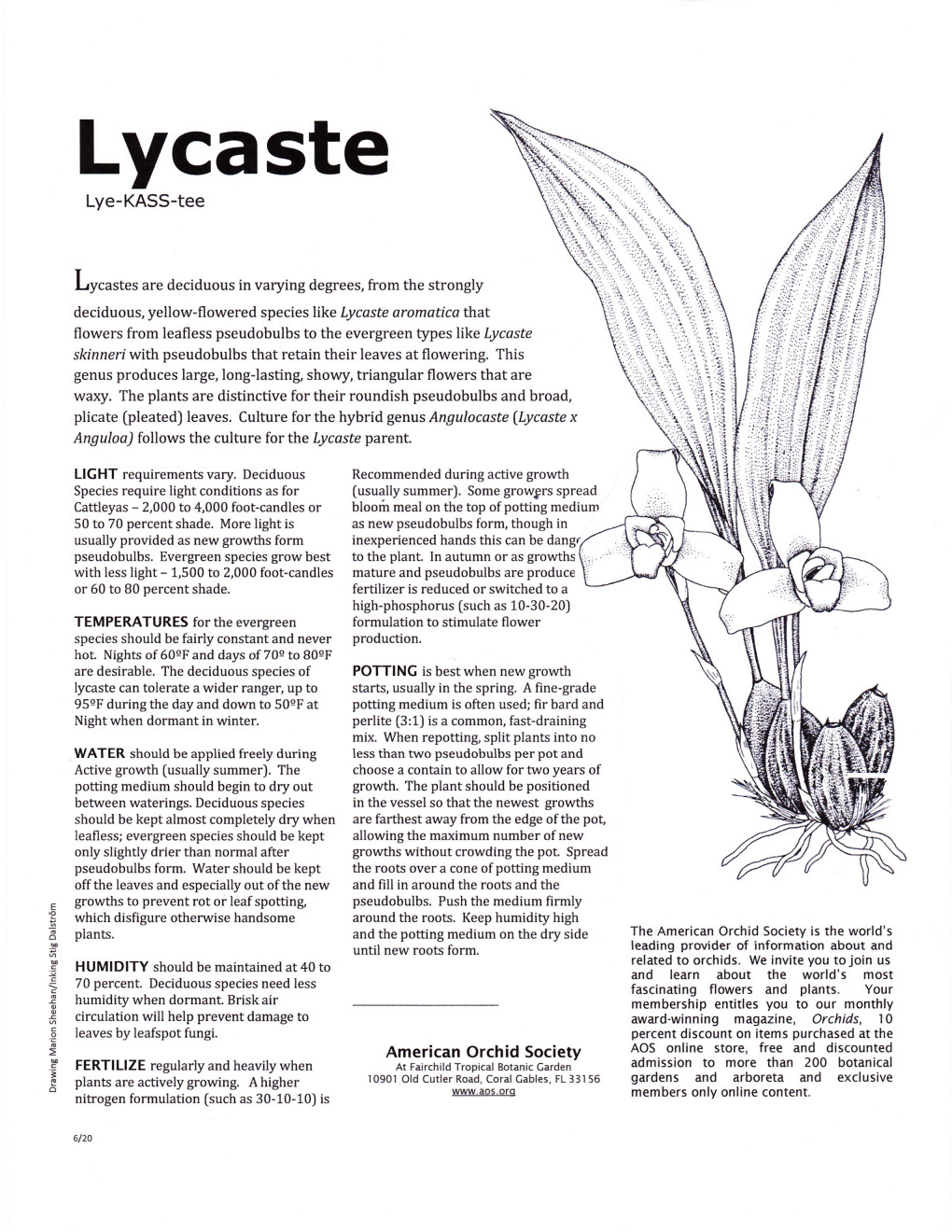 Lycaste Lye-KASS-Tee