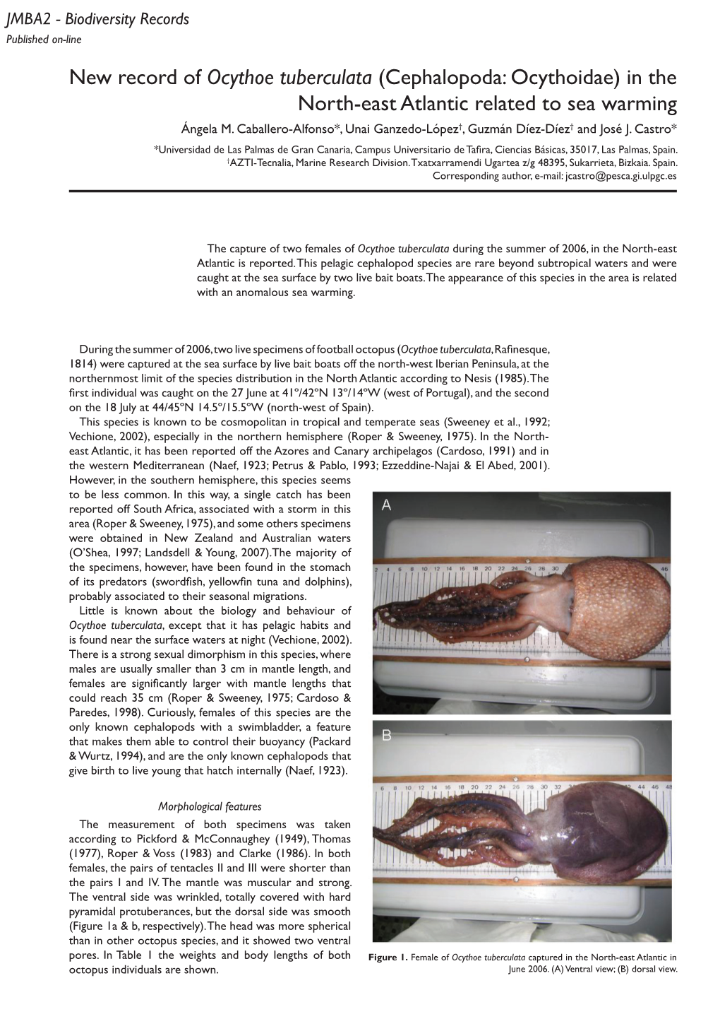 New Record of Ocythoe Tuberculata (Cephalopoda: Ocythoidae) in the North-East Atlantic Related to Sea Warming Ángela M