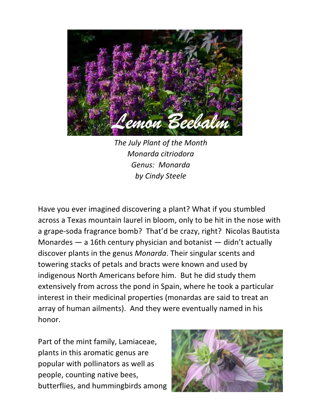 Lemon Beebalm the July Plant of the Month Monarda Citriodora Genus: Monarda by Cindy Steele