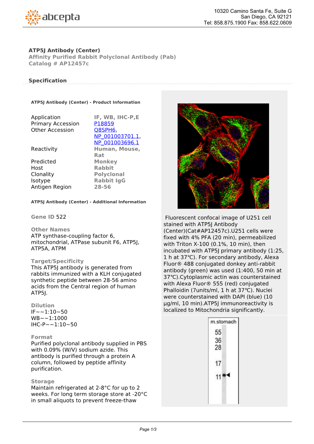 ATP5J Antibody (Center) Affinity Purified Rabbit Polyclonal Antibody (Pab) Catalog # Ap12457c