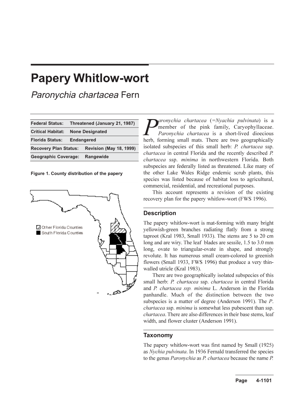 Papery Whitlow-Wort Paronychia Chartacea Fern