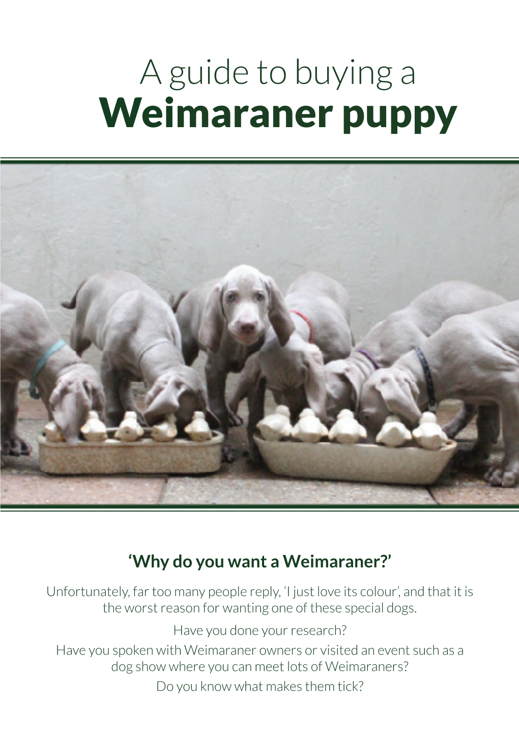Weimaraner Puppy