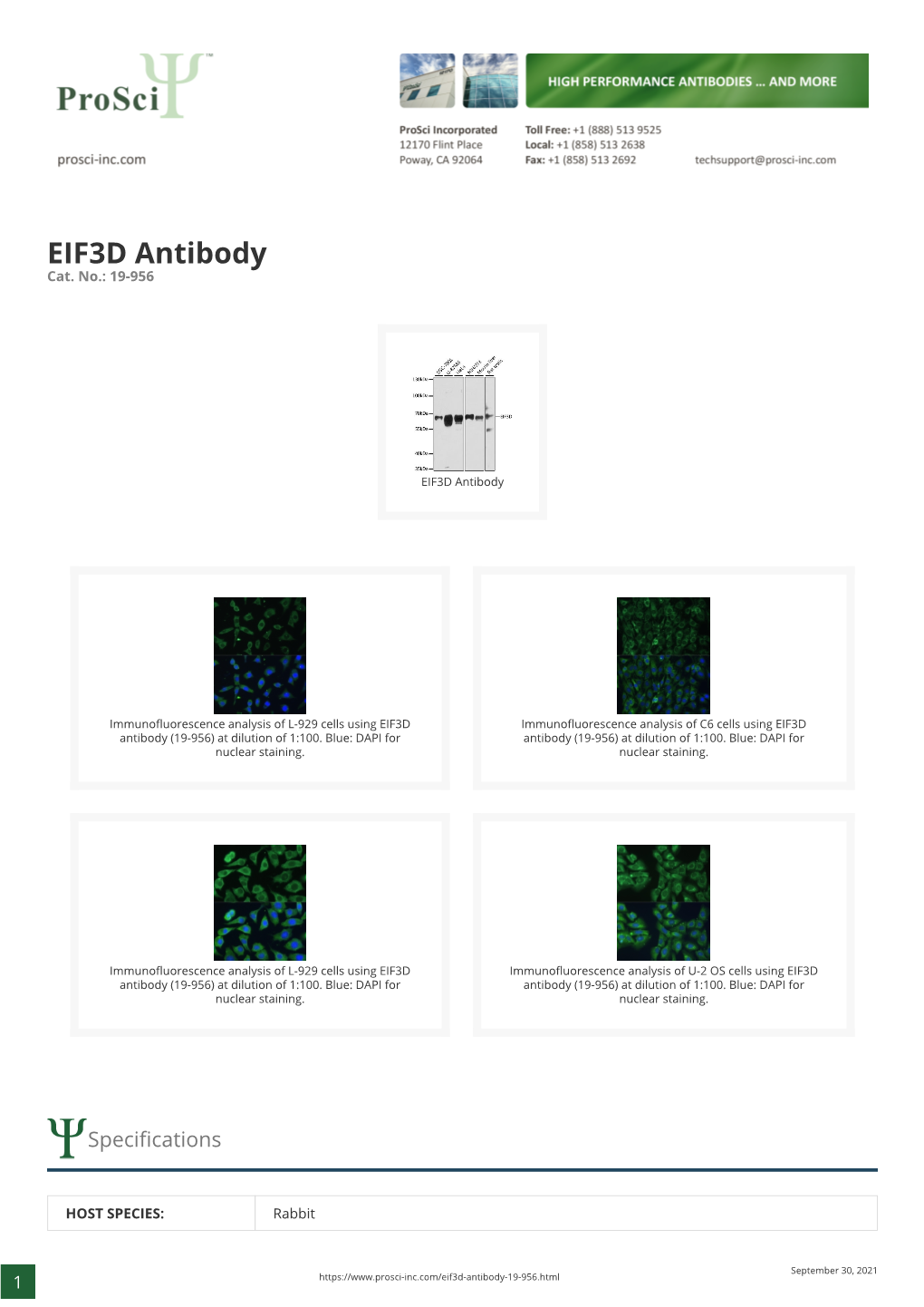 EIF3D Antibody Cat