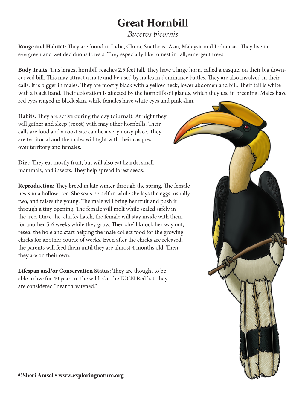 Great Hornbill Buceros Bicornis Range and Habitat: They Are Found in India, China, Southeast Asia, Malaysia and Indonesia