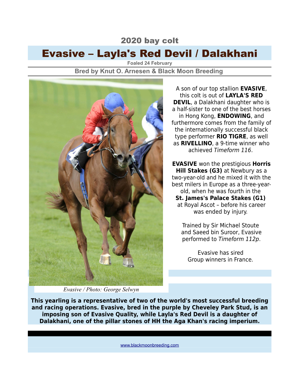 Evasive – Layla's Red Devil / Dalakhani Foaled 24 February Bred by Knut O