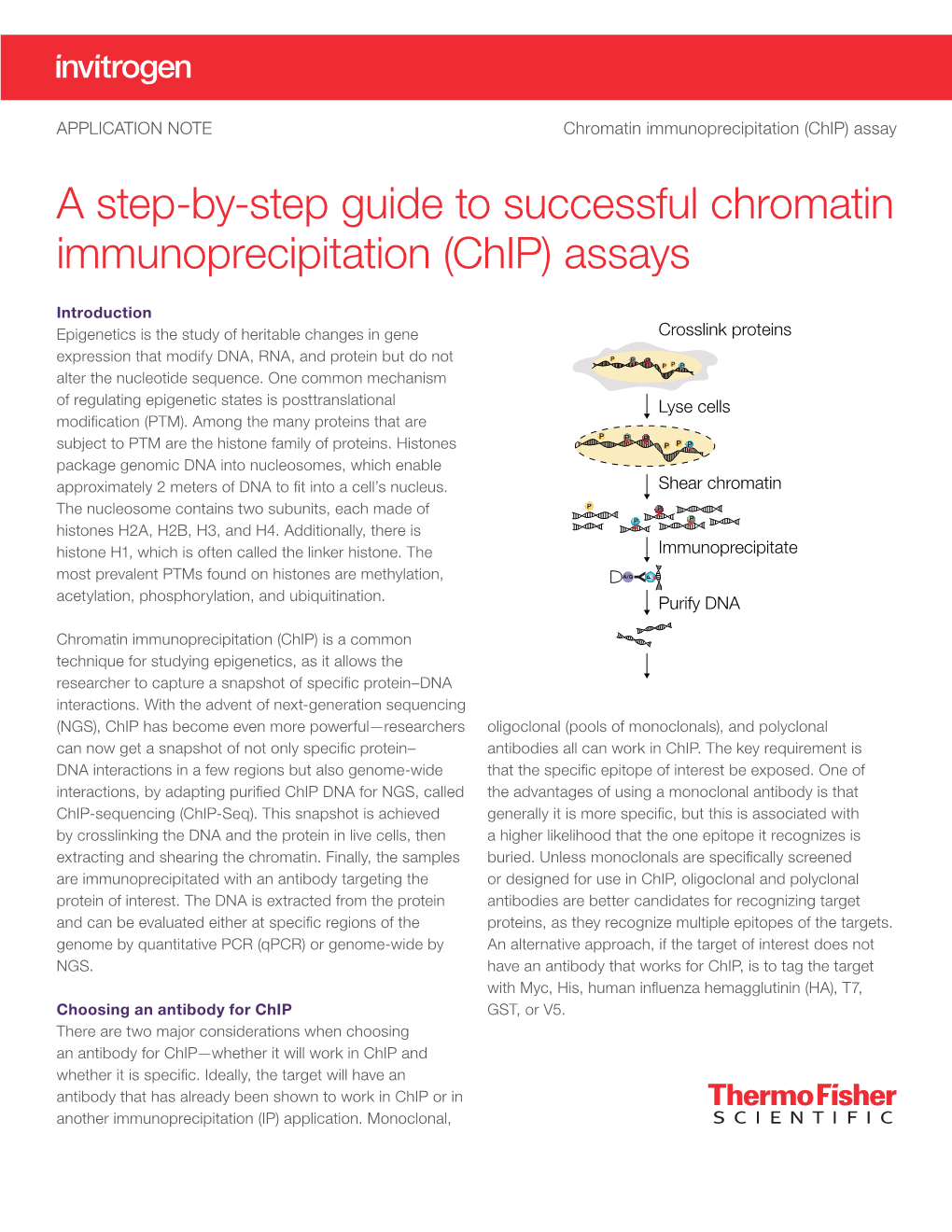 A Step-By-Step Guide to Successful Chromatin Immunoprecipitation (Chip) Assays