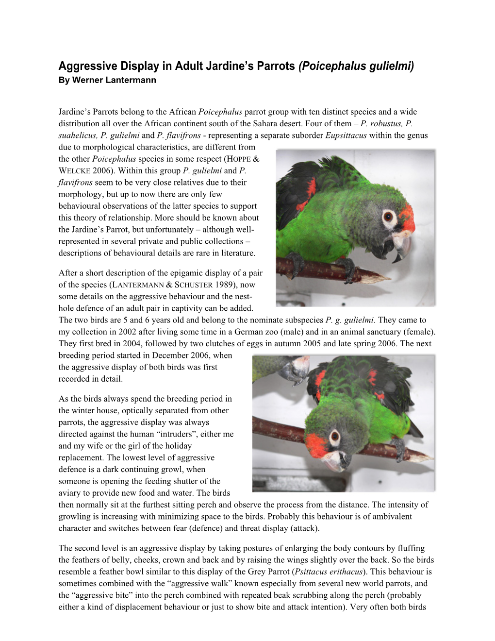 Aggressive Display in Adult Jardine's Parrots (Poicephalus Gulielmi)