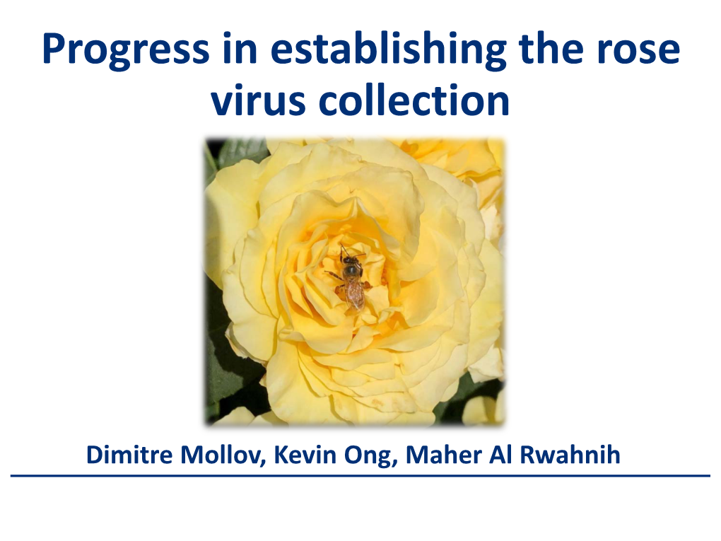 Progress in Establishing the Rose Virus Collection