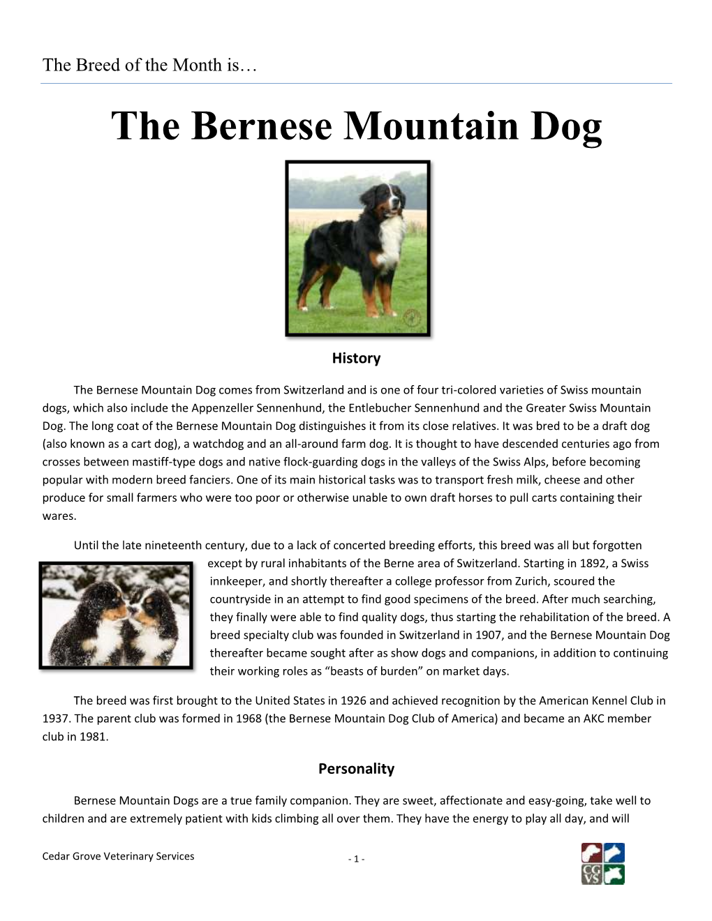 The Bernese Mountain Dog