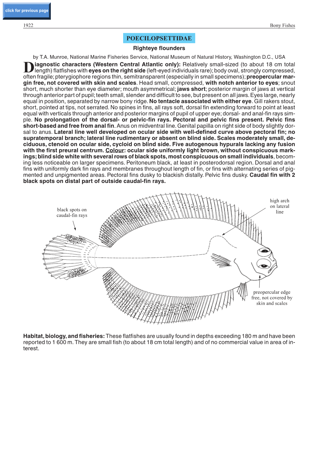 POECILOPSETTIDAE Righteye Flounders by T.A