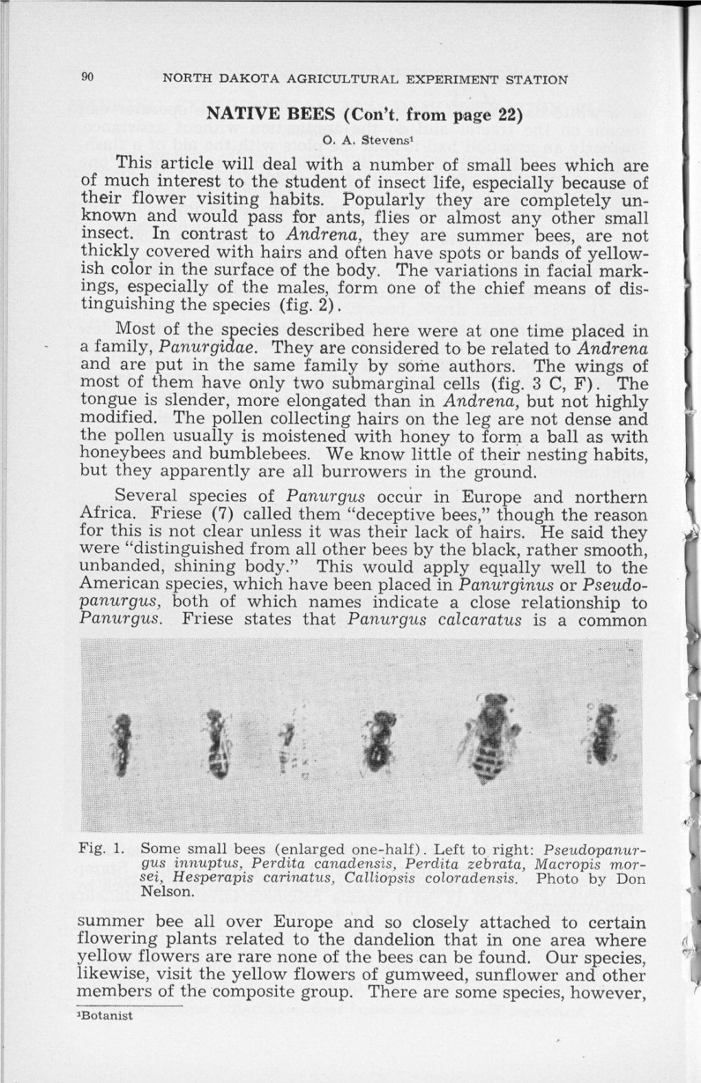 NATIVE BEES (Con't. from Page 22) This Article Will Deal with a Number