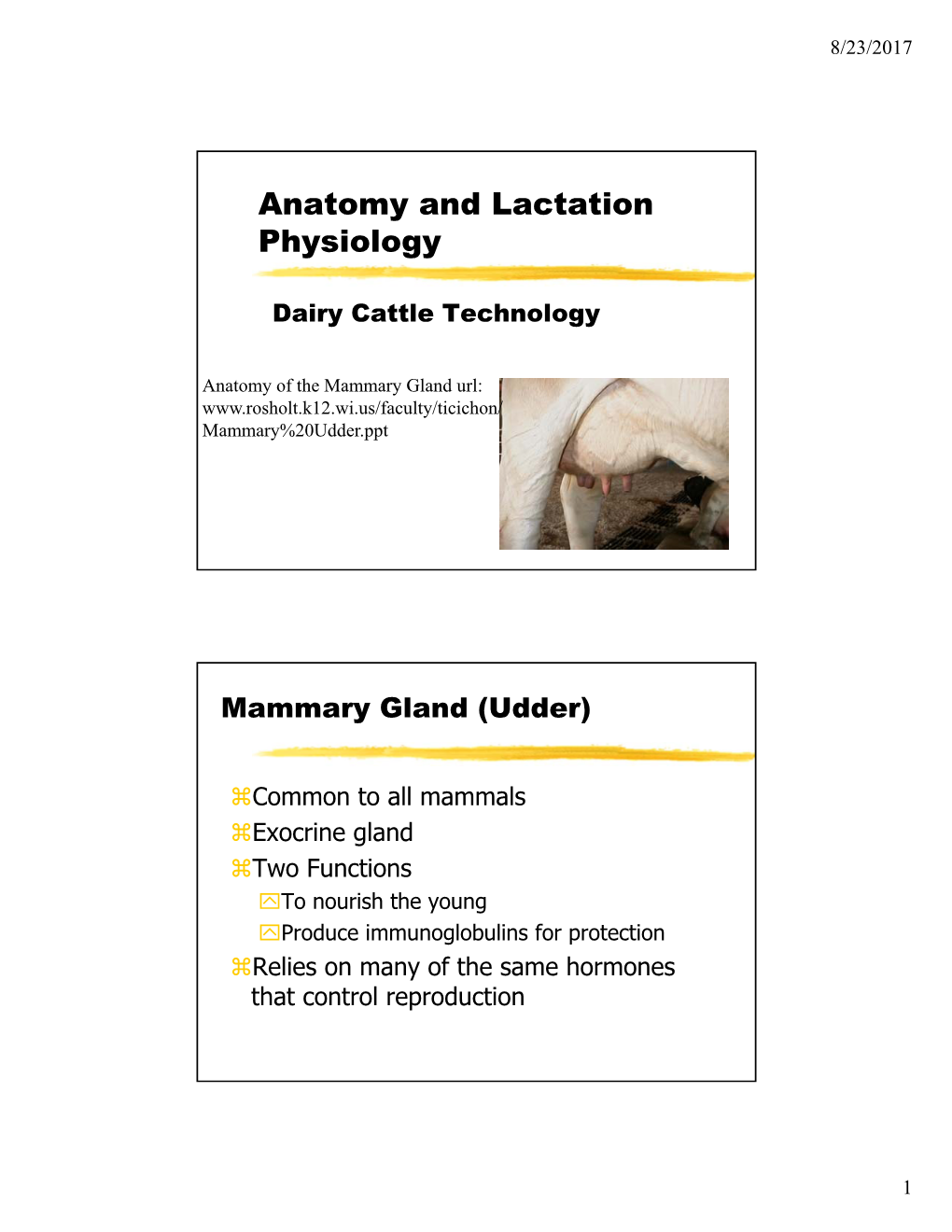 Anatomy and Lactation Physiology