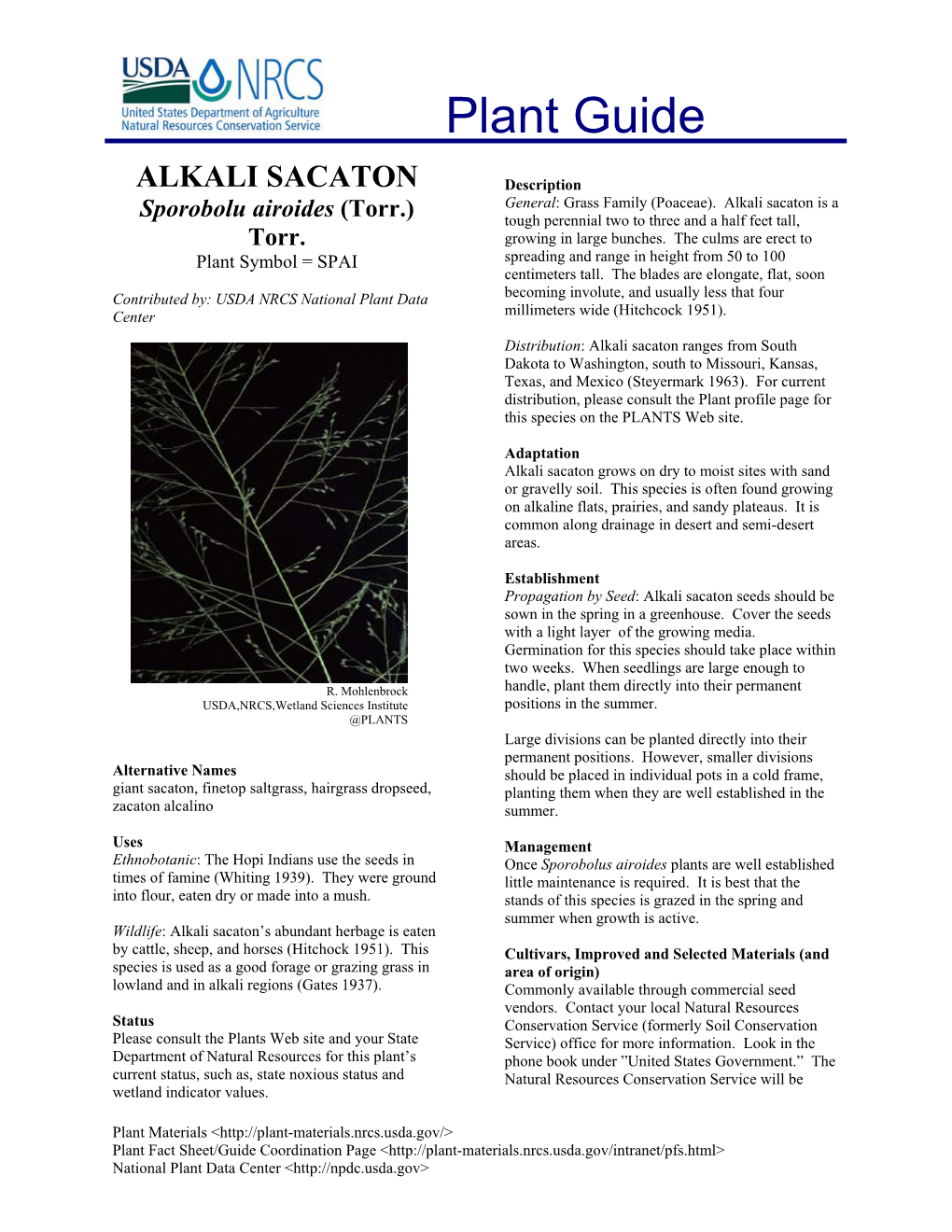 ALKALI SACATON Description General: Grass Family (Poaceae)