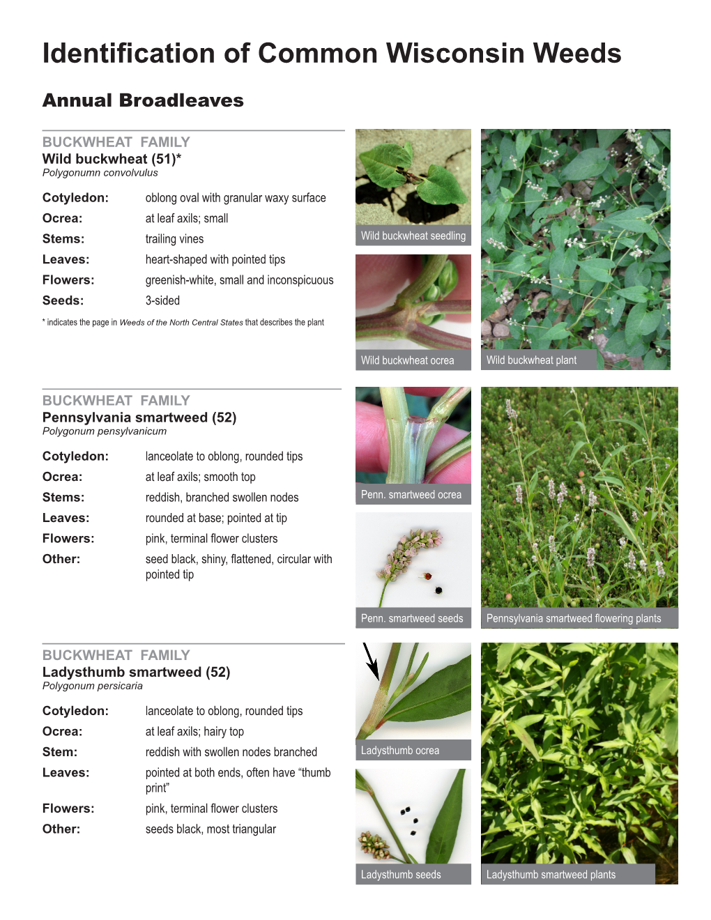 Identification of Common Wisconsin Weeds