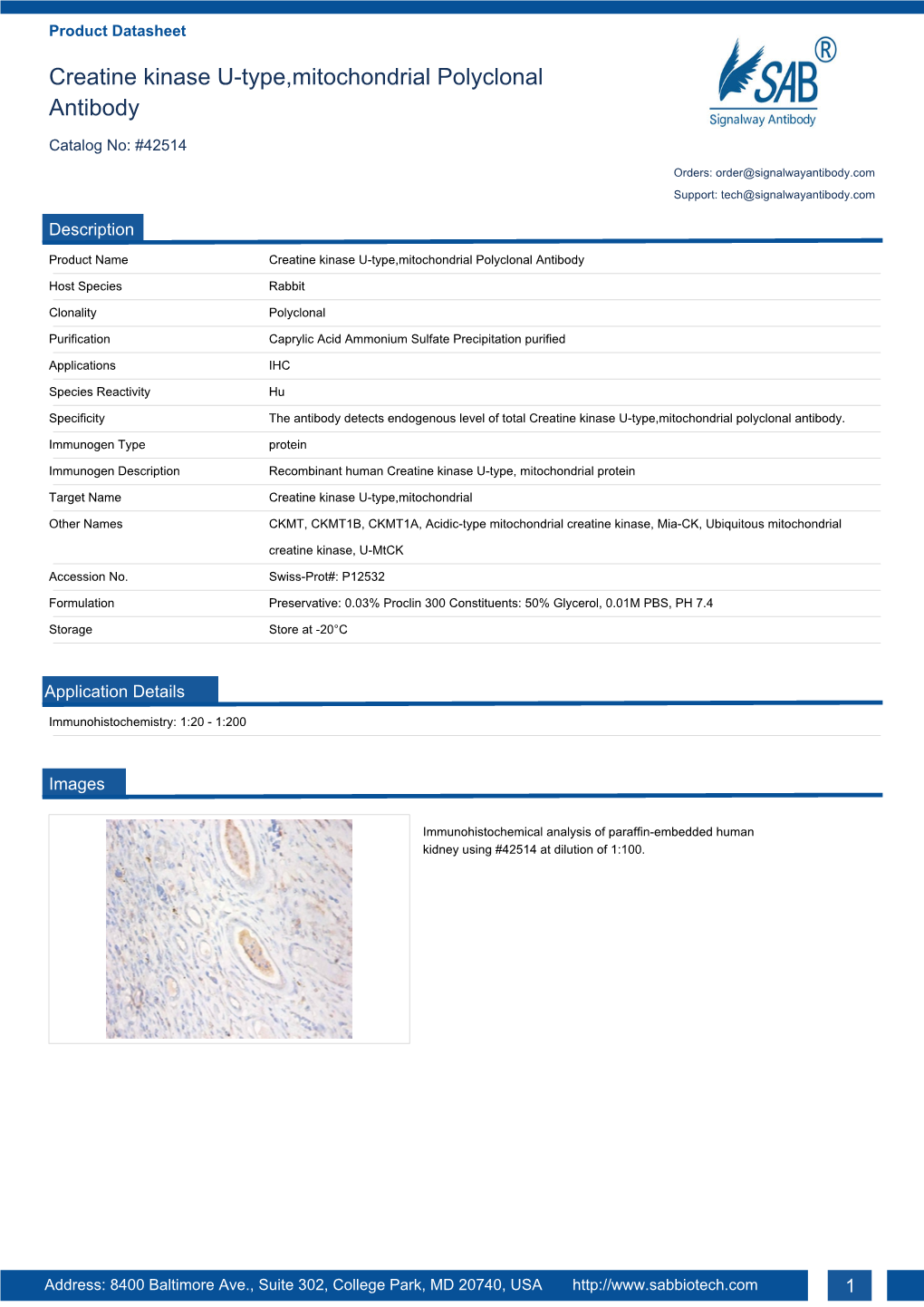 Creatine Kinase U-Type,Mitochondrial Polyclonal Antibody