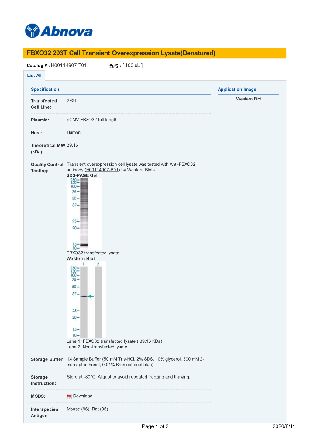 FBXO32 293T Cell Transient Overexpression Lysate(Denatured)